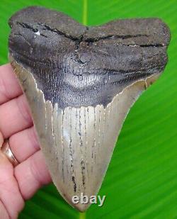 Megalodon Shark Tooth XL 5 & 1/16 No Restorations Authentic Megladone