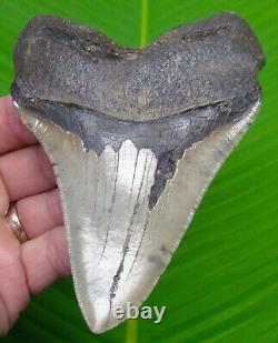 Megalodon Shark Tooth XL 5 & 1/16 No Restorations Authentic Megladone