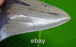 Megalodon Shark Tooth XL 5 & 1/16 No Restorations Authentic Megladone