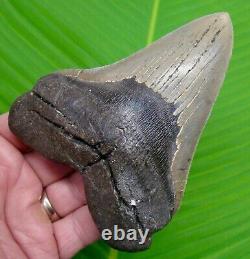 Megalodon Shark Tooth XL 5 & 1/16 No Restorations Authentic Megladone