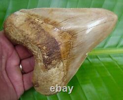 Megalodon Shark Tooth XL 5 & 1/2 ULTRA SERRATED REAL FOSSIL NATURAL
