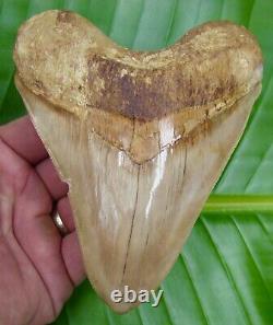 Megalodon Shark Tooth XL 5 & 1/2 ULTRA SERRATED REAL FOSSIL NATURAL