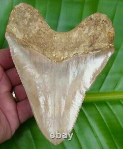 Megalodon Shark Tooth XL 5 & 1/2 ULTRA SERRATED REAL FOSSIL NATURAL