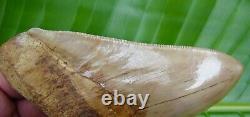 Megalodon Shark Tooth XL 5 & 1/2 ULTRA SERRATED REAL FOSSIL NATURAL