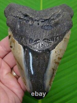 Megalodon Shark Tooth XL 5 & 3/8 Sharks Teeth Real Fossil- Megladone Jaw