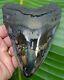Megalodon Shark Tooth Xl 5 & 3/8 In. Gold Pyrite Real Fossil