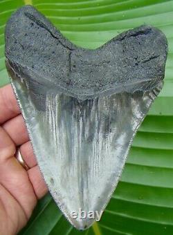Megalodon Shark Tooth XL 5 & 3/8 in. GOLD PYRITE REAL FOSSIL