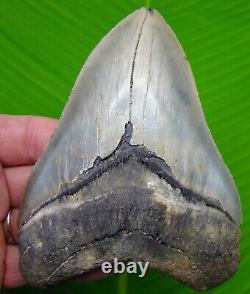 Megalodon Shark Tooth XL 5 & 5/16 Real Fossil Megladone