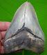 Megalodon Shark Tooth Xl 5 & 5/16 Real Fossil Megladone