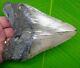 Megalodon Shark Tooth Xl 5 & 5/8 Sharks Teeth No Restorations Megladone