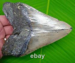 Megalodon Shark Tooth XL 5 & 5/8 Sharks Teeth No Restorations Megladone