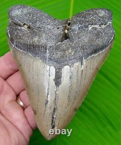 Megalodon Shark Tooth XL 5 & 5/8 Sharks Teeth No Restorations Megladone