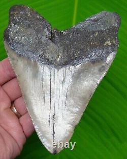 Megalodon Shark Tooth XL 5 & 5/8 Sharks Teeth No Restorations Megladone