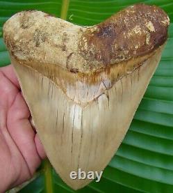 Megalodon Shark Tooth XL 5.72 in. MUSEUM QUALITY INDONESIAN