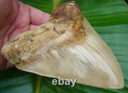 Megalodon Shark Tooth XL 5.72 in. MUSEUM QUALITY INDONESIAN
