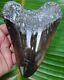 Megalodon Shark Tooth Xl 5 & 7/8 In. Real Fossil - No Restorations