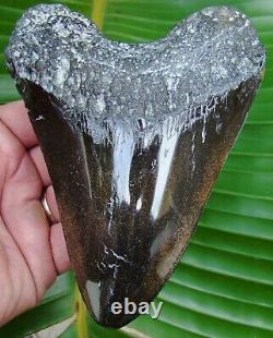 Megalodon Shark Tooth XL 5 & 7/8 in. REAL FOSSIL - NO RESTORATIONS
