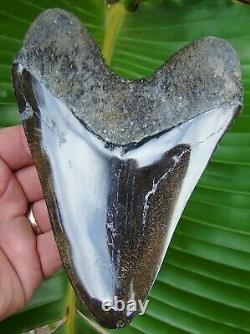 Megalodon Shark Tooth XL 5 & 7/8 in. REAL FOSSIL - NO RESTORATIONS