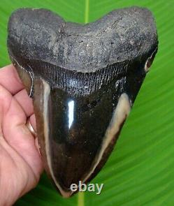 Megalodon Shark Tooth XL 5.85 in. REAL FOSSIL with DISPLAY STAND & METAL ID