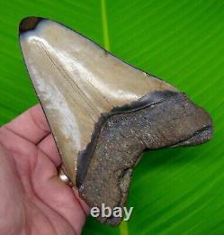 Megalodon Shark Tooth XL 5 & 9/16 No Restorations Meglaodon Jaw