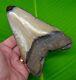 Megalodon Shark Tooth Xl 5 & 9/16 No Restorations Meglaodon Jaw