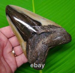 Megalodon Shark Tooth XL 5 & 9/16 No Restorations Meglaodon Jaw