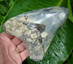 Megalodon Shark Tooth XL 6 & 1/8 RARE BLUE & SERRATED REAL FOSSIL