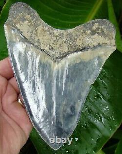 Megalodon Shark Tooth XL 6 & 1/8 RARE BLUE & SERRATED REAL FOSSIL