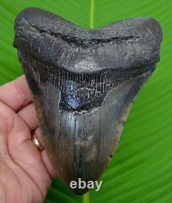 Megalodon Shark Tooth XL Over 5 & 1/2 Real Fossil No Resto River Meg
