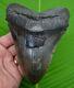 Megalodon Shark Tooth Xl Over 5 & 1/2 Real Fossil No Resto River Meg