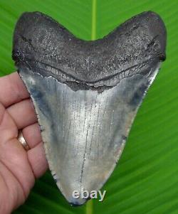 Megalodon Shark Tooth XL Over 5 & 1/2 Real Fossil No Resto River Meg