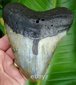 Megalodon Shark Tooth XL Over 5 & 1/8 Real Fossil No Restorations Sydni