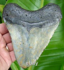 Megalodon Shark Tooth XL Over 5 & 1/8 Real Fossil No Restorations Sydni