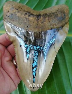 Megalodon Shark Tooth -XXL 5 & 15/16 in. REAL TURQUOISE REAL FOSSIL JAW