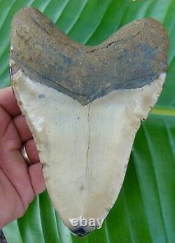 Megalodon Shark Tooth -XXL 5 & 15/16 in. REAL TURQUOISE REAL FOSSIL JAW