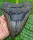 Megalodon Shark Tooth Xxl -6.20 In. Not Fake Real Fossil No Restorations
