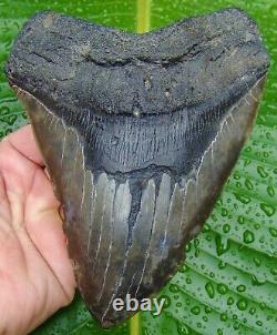 Megalodon Shark Tooth XXL -6.20 in. NOT FAKE REAL FOSSIL NO RESTORATIONS