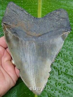 Megalodon Shark Tooth XXL -6.20 in. NOT FAKE REAL FOSSIL NO RESTORATIONS