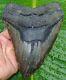 Megalodon Shark Tooth Xxl -6.20 In. Real Fossil 1 Full Pound Heavy