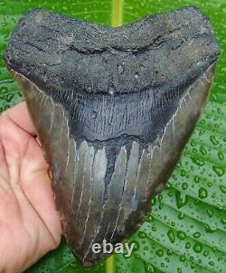 Megalodon Shark Tooth XXL -6.20 in. REAL FOSSIL 1 FULL POUND HEAVY