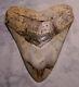 Megalodon Shark Tooth Teeth 5 3/16 Diamond Polished Sharks Teeth Fossil Jaw