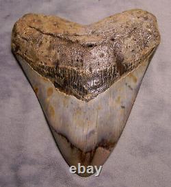 Megalodon Shark tooth teeth 5 3/16 Diamond Polished sharks teeth fossil jaw