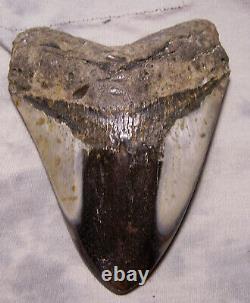 Megalodon Shark tooth teeth 5 3/8 Diamond Polished sharks teeth fossil jaw