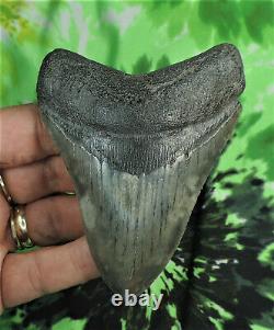Megalodon Sharks Tooth 3 13/16'' inch NO RESTORATIONS fossil sharks teeth tooth