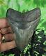 Megalodon Sharks Tooth 3 13/16'' Inch No Restorations Fossil Sharks Teeth Tooth