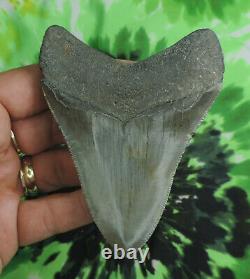 Megalodon Sharks Tooth 3 13/16'' inch NO RESTORATIONS fossil sharks teeth tooth
