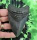 Megalodon Sharks Tooth 3 3/4'' Inch No Restorations Fossil Sharks Teeth Tooth