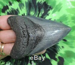 Megalodon Sharks Tooth 3 3/4'' inch NO RESTORATIONS fossil sharks teeth tooth