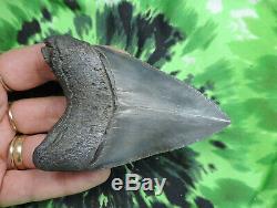 Megalodon Sharks Tooth 3 3/4'' inch NO RESTORATIONS fossil sharks teeth tooth