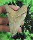 Megalodon Sharks Tooth 3 5/16'' Inch No Restorations Fossil Sharks Teeth Tooth
